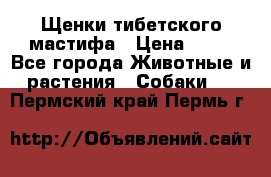 Щенки тибетского мастифа › Цена ­ 80 - Все города Животные и растения » Собаки   . Пермский край,Пермь г.
